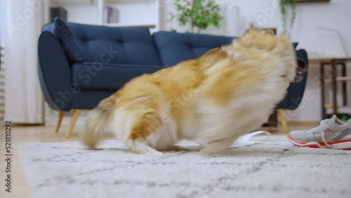 Playful corgi making mess at home, happy pet, puppy behavior, hyperactive