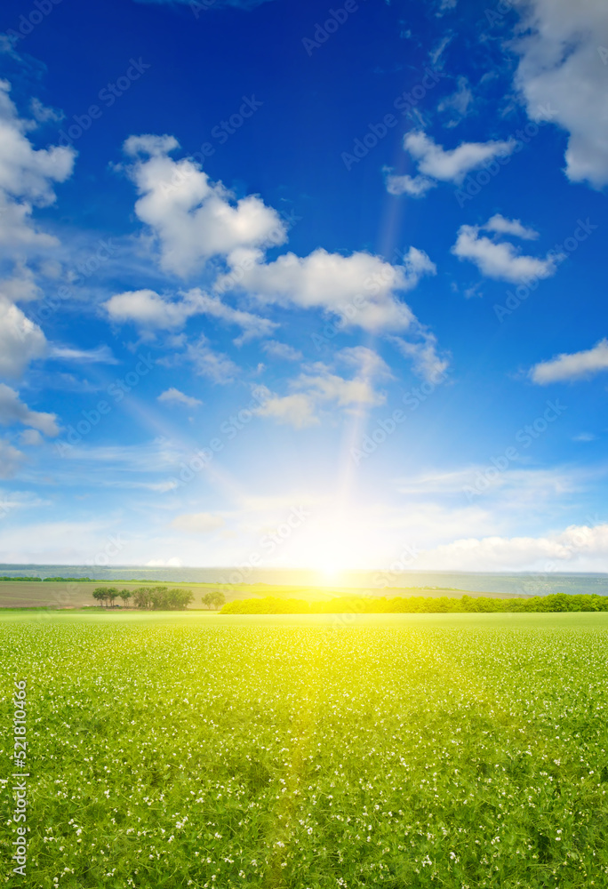 Green pea field and sunrise in the blue sky. Vertical photo. Green pea field and sunrise in the blue sky. Vertical photo.