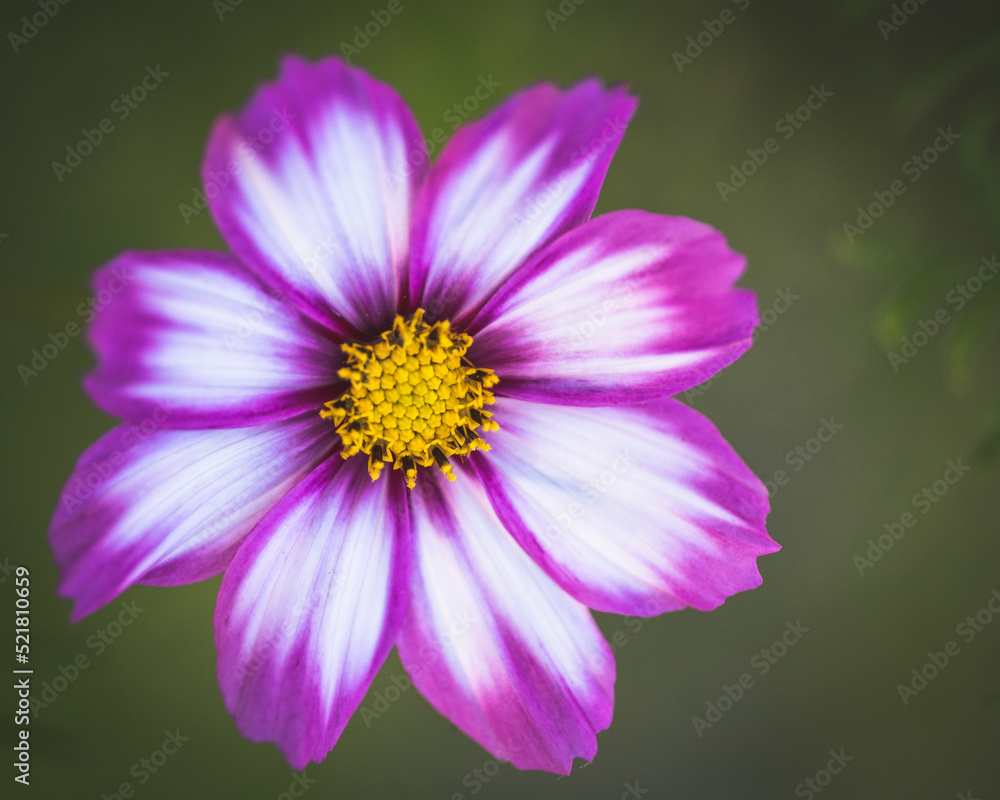 Single Cosmos white pink with yellow center Single Cosmos white pink with yellow center