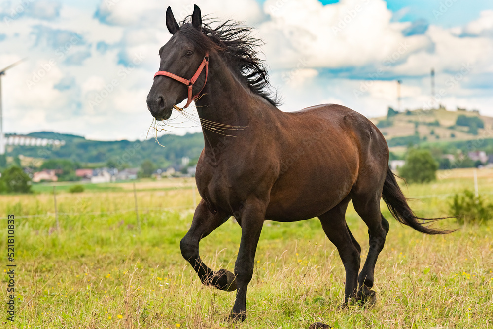 Brown horse portrait against cloudy white sky Brown horse portrait against cloudy white sky
