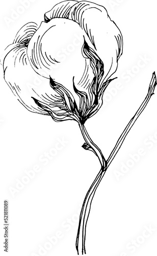 Cotton flower. Floral botanical flower. Isolated illustration element.