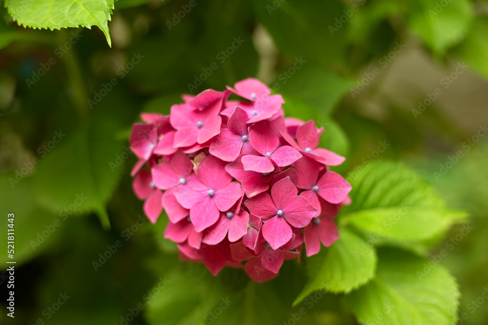Close up vivid pink hortensia fresh flowers blur background. Close up vivid pink hortensia fresh flowers blur background.