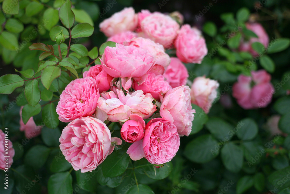 Beautiful pink roses in full bloom in the garden. Close-up photo. Dark green background. Garden concept. Rose flower blooming against blurred rose flower Beautiful pink roses in full bloom in the garden. Close-up photo. Dark green background. Garden concept. Rose flower blooming against blurred rose flower