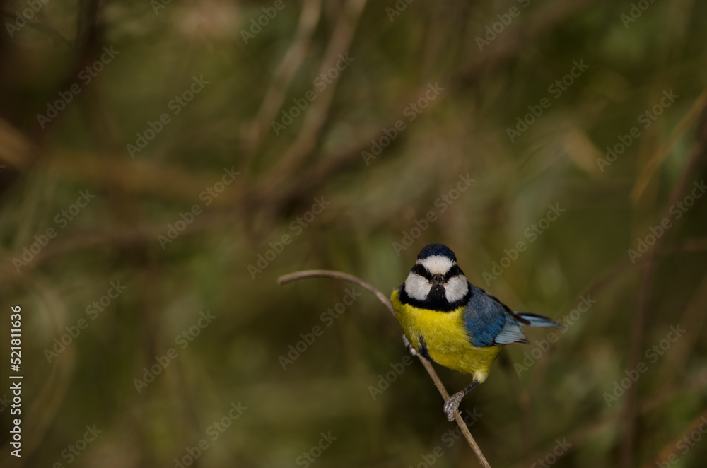 Obraz premium African blue tit Cyanistes teneriffae hedwigii. The Nublo Rural Park. Tejeda. Gran Canaria. Canary Islands. Spain.