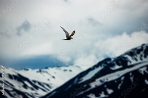 Arctic terns flying around mountains and whales © Rui