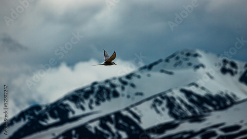 Photography Arctic terns flying around mountains and whales