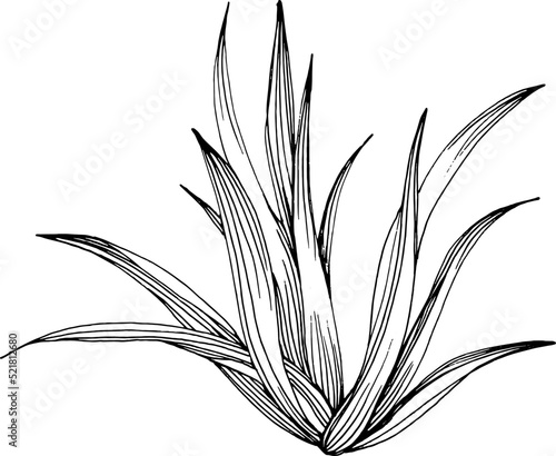 Succulent flower. Floral plants botanical cactus. Isolated illustration element.