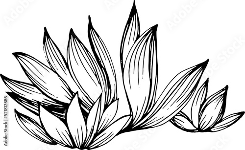 Succulent flower. Floral plants botanical cactus. Isolated illustration element.