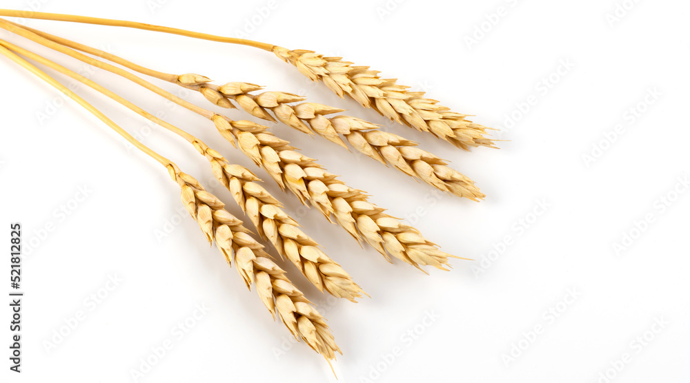 Five ripe ears of wheat on a white background Five ripe ears of wheat on a white background