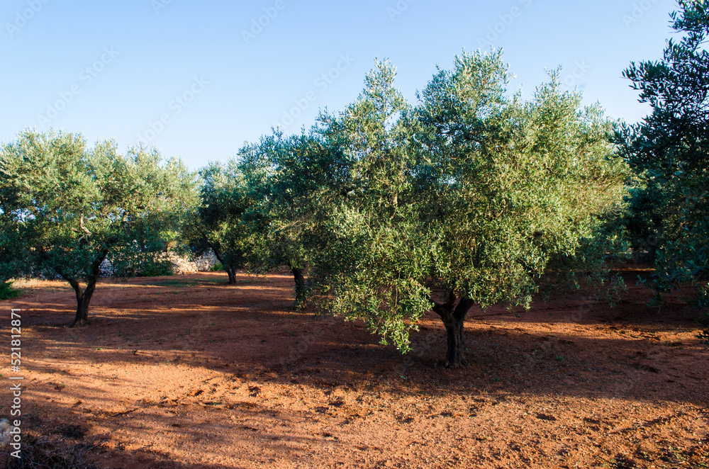 Ulivi secolari crescono in un campo dalla tipica terra rossa nella campagna del Salento, in Puglia Ulivi secolari crescono in un campo dalla tipica terra rossa nella campagna del Salento, in Puglia