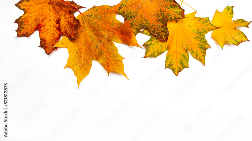 Yellow maple leaves in a line on a white background, autumn border framing for your text or design Yellow maple leaves in a line on a white background, autumn border framing for your text or design