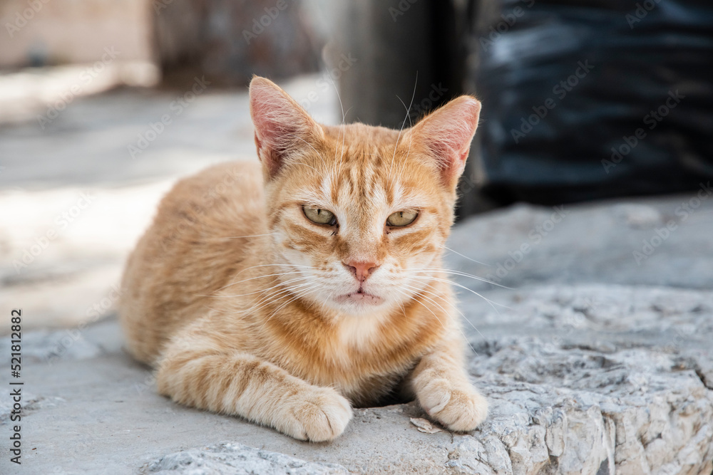 Orange tabby cat lying on street slabs closeup