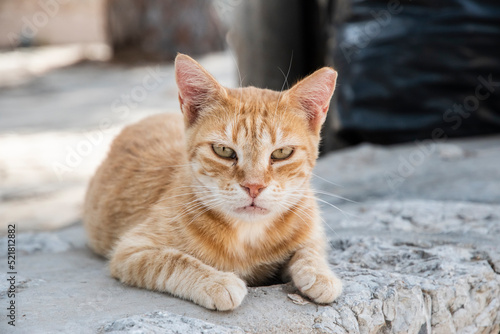 Orange tabby cat lying on street slabs closeup © varbenov