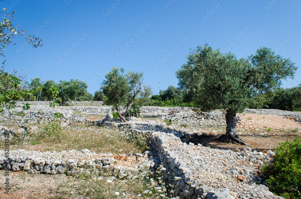 I tipici muri a secco della campagna del Salento in Puglia con gli ulivi secolari che crescono in un campo dalla tipica terra rossa 