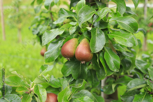 A pear plantation in Lofthus, Fylke Vestland province - Norway photo