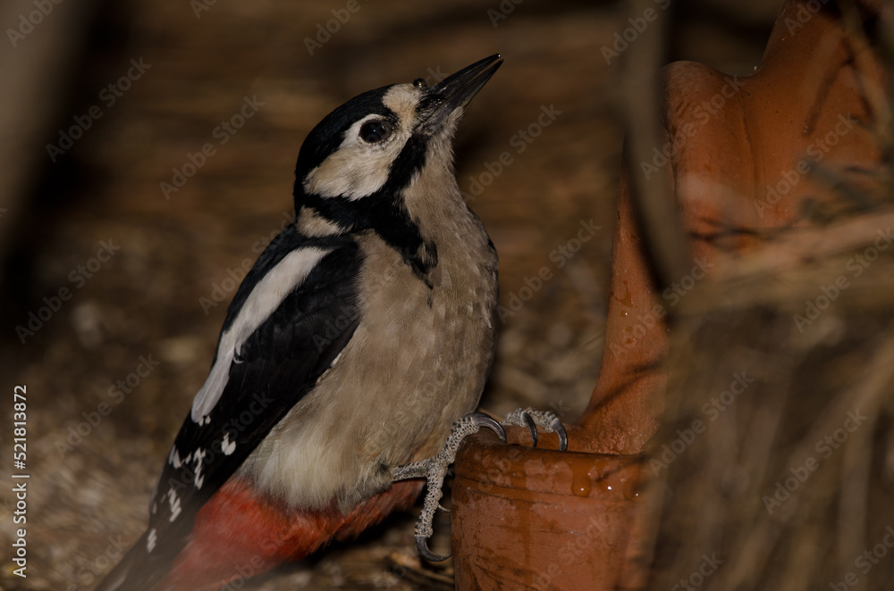 Obraz premium Female great spotted woodpecker Dendrocopos major thanneri drinking water from a earthenware jar. Tejeda. Gran Canaria. Canary Islands. Spain.