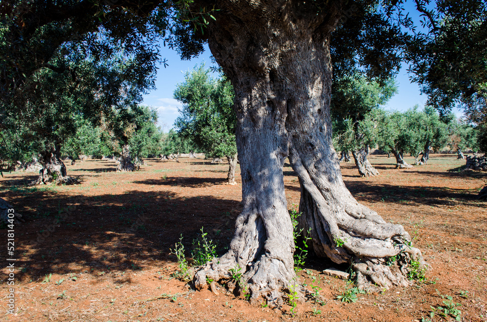 Ulivi secolari crescono in un campo dalla tipica terra rossa in Salento, la parte più bassa della Puglia