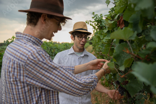 Two wine producers in the vineyard examine the quality of the grapes