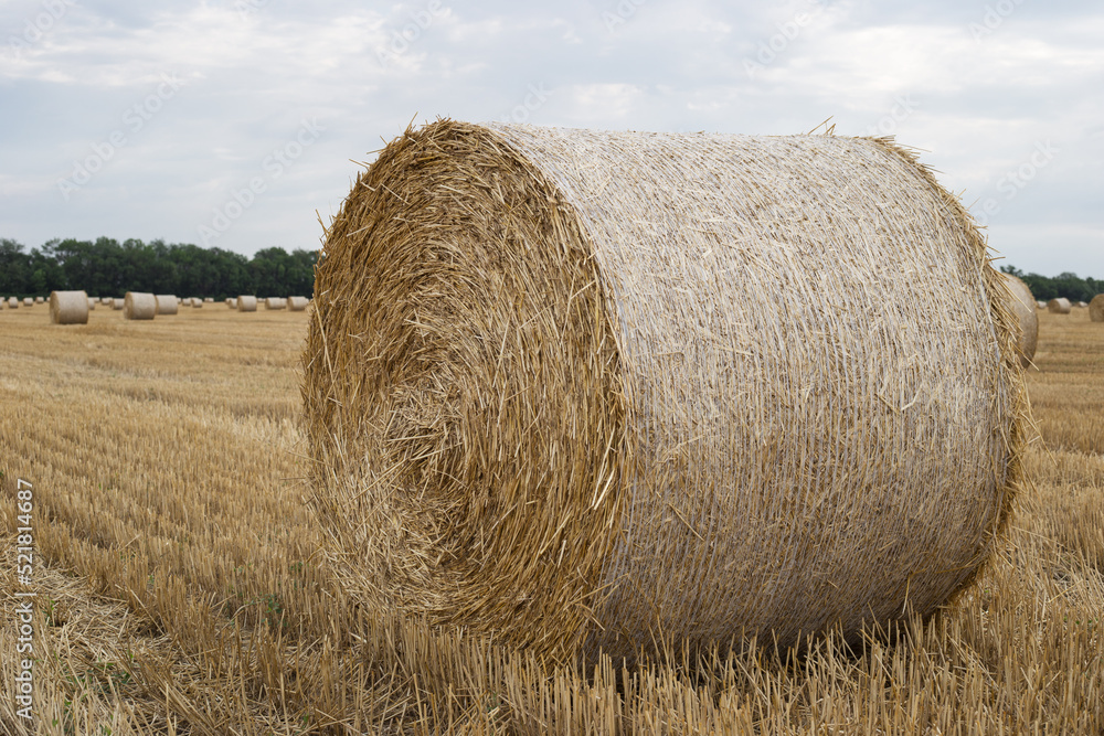 A stack of straw on an agricultural field after harvesting on a summer morning. A stack of straw on an agricultural field after harvesting on a summer morning.
