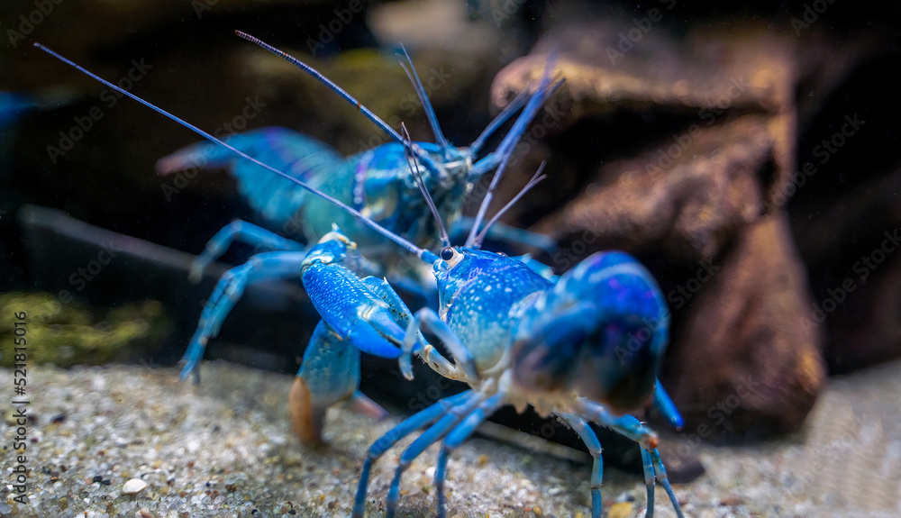 Two colorful Cherax quadricarinatus , an Australian freshwater blue crayfish, aka mini lobsters fighting aggressively for territory