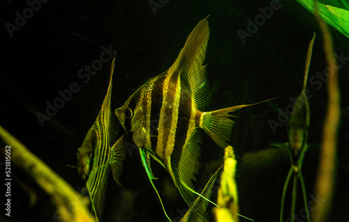 Fotografie Altum angelfish aka Tiger Marble fish pterophyllum scalare aquarium fish