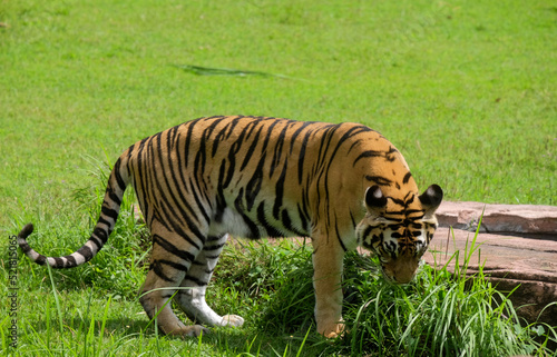 Portrait of a sumatran Tiger