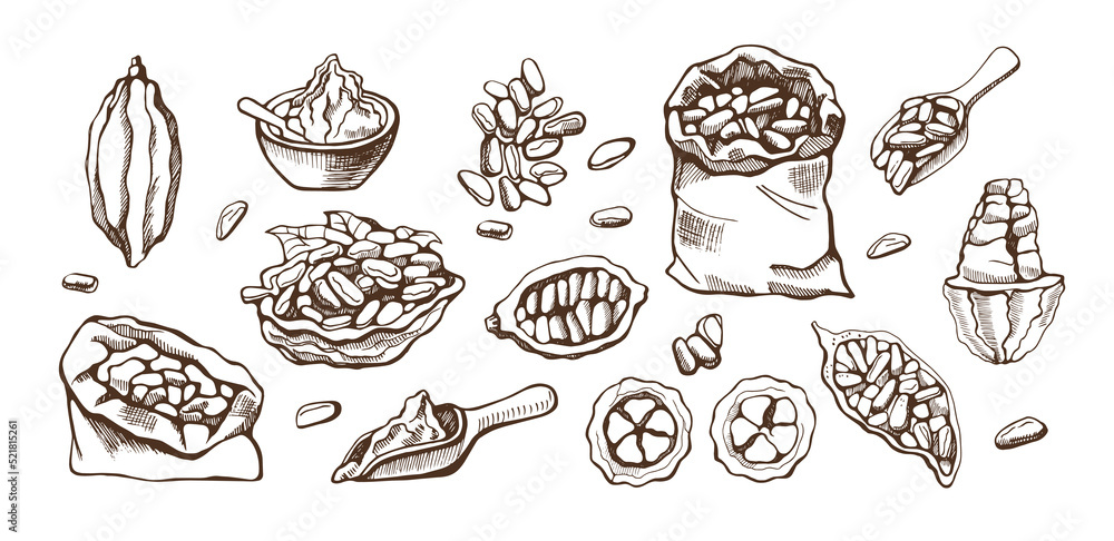 Set of cocoa beans on white background. Hand drawn vector illustration.
