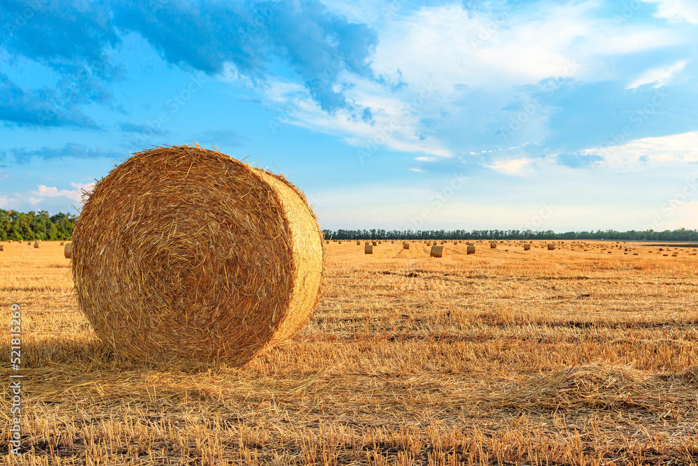 a roll of hay bale of straw in the middle of a field on a summer day under
a blue sky
