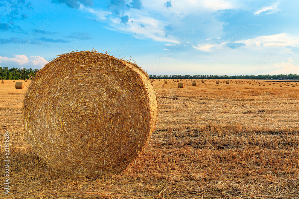 a roll of hay bale of straw in the middle of a field on a summer day under
a blue sky a roll of hay bale of straw in the middle of a field on a summer day under
a blue sky
