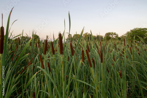 Cat tail field