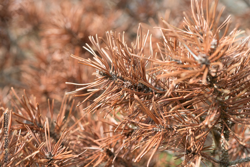 close up of brown, dried, or dead pine shrub branches 