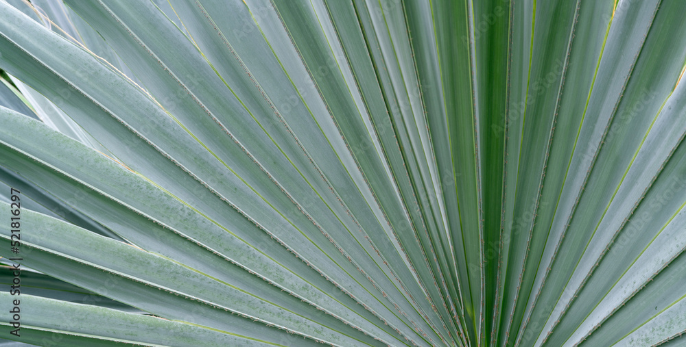 Obraz premium Close-up line of bismarck palm tropical tree silver grey leaves