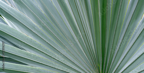 Photo Close-up line of bismarck palm tropical tree silver grey leaves
