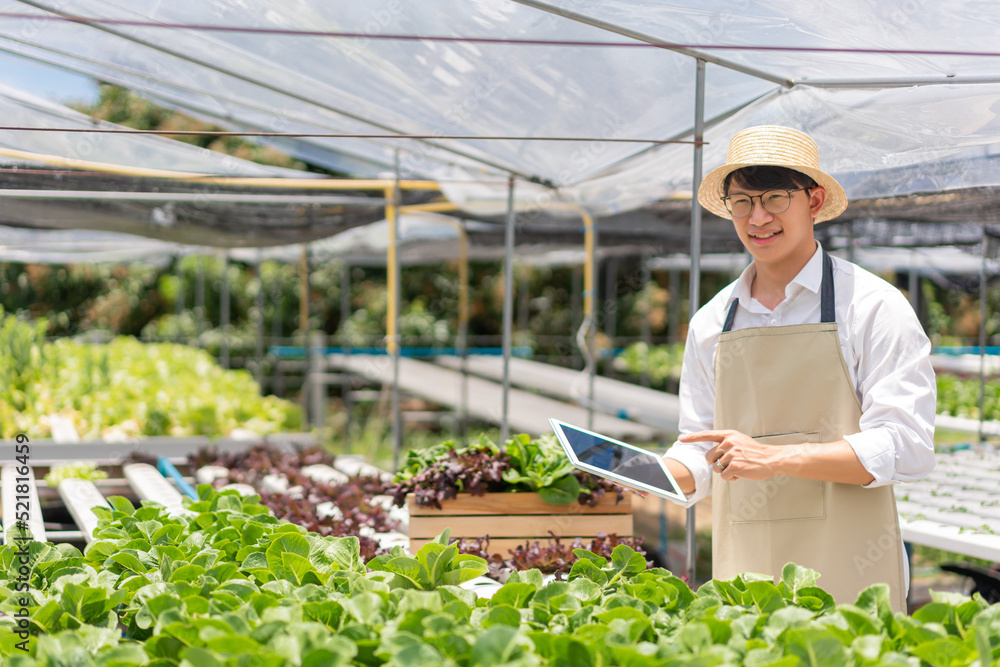 Hydroponic vegetable concept, Asian man point on tablet to checking technology of hydroponic system Hydroponic vegetable concept, Asian man point on tablet to checking technology of hydroponic system