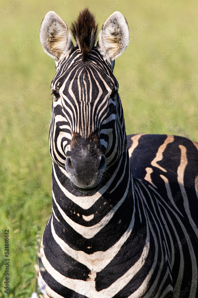 Fototapeta premium Front facing Burchell's Zebra stallion, Equus quagga