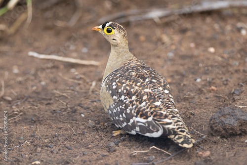 A Double-banded Sandgrouse, Pterocles bicinctus