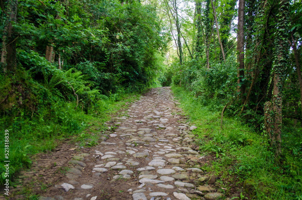 Un tratto della Via del Volto Santo, cammino che parte da Pontremoli e arriva a Lucca, nel bosco con la pavimentazione medievale 