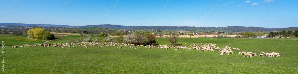 Schafherde Schafherde