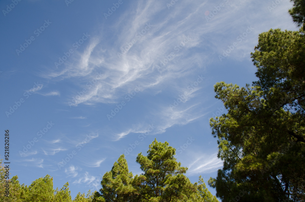 Obraz premium Forest of Canary Island pine Pinus canariensis and cloudscape. The Nublo Rural Park. Tejeda. Gran Canaria. Canary Islands. Spain.
