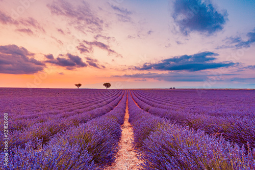 Amazing summer landscape. Lavender flowers summer sunset landscape near Valensole. Provence, France. Blooming lavender floral field under the red colors dream sunset. Beautiful nature landscape