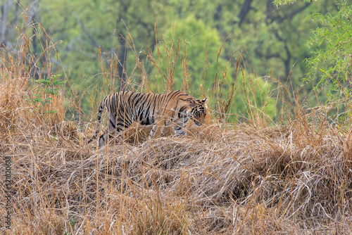 A sub-adult tiger cub walking on a forest track on a peak summer day inside Bandhavgarh National Park during a wildlife safari