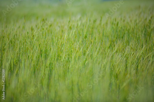 Natural texture, closeup green wheat field. Agriculture background, autumn seasonal wheat farm nature. Freshly planted growth food ingredient, beautiful rural foliage. Organic food