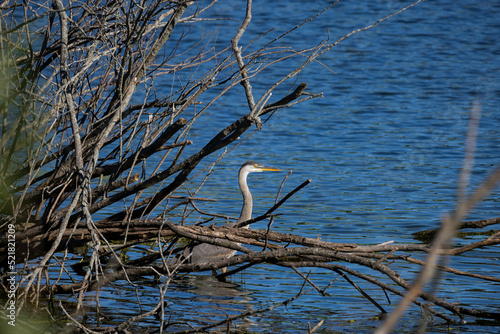 Great Blue Heron (Ardea herodias) on the hunt. photo