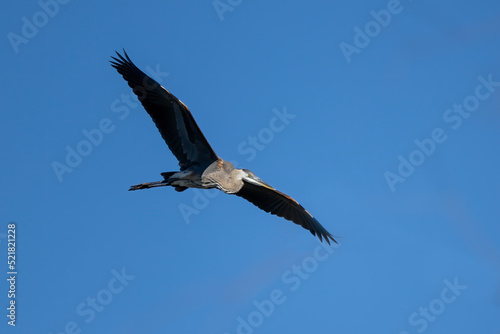 Great Blue Heron  Ardea herodias  in flight