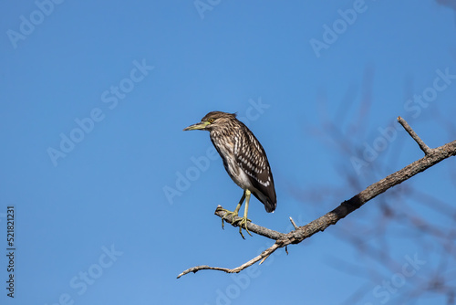 The black-crowned night heron (Nycticorax nycticorax). A Young bird sitting on a branch 