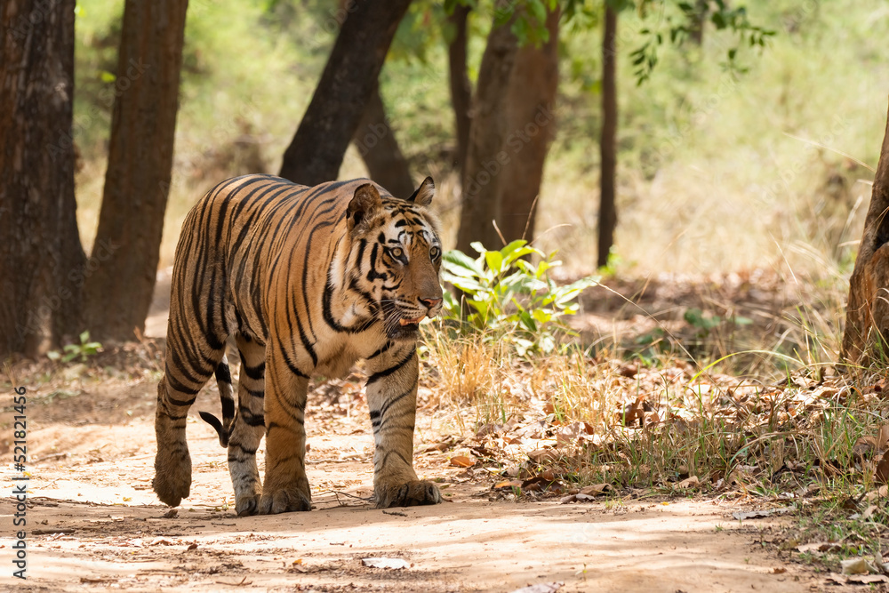Fototapeta premium A male sub-adult tiger cub walking on a forest track on a peak summer day inside Bandhavgarh National Park during a wildlife safari