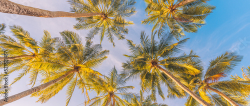 Abstract summer background of coconut colors leaves against bright sunset sky, low angle view of palm trees. Travel background concept, panoramic. Summer beach background, amazing holiday destination © icemanphotos