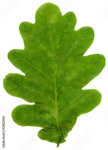 oak leaf transparent PNG