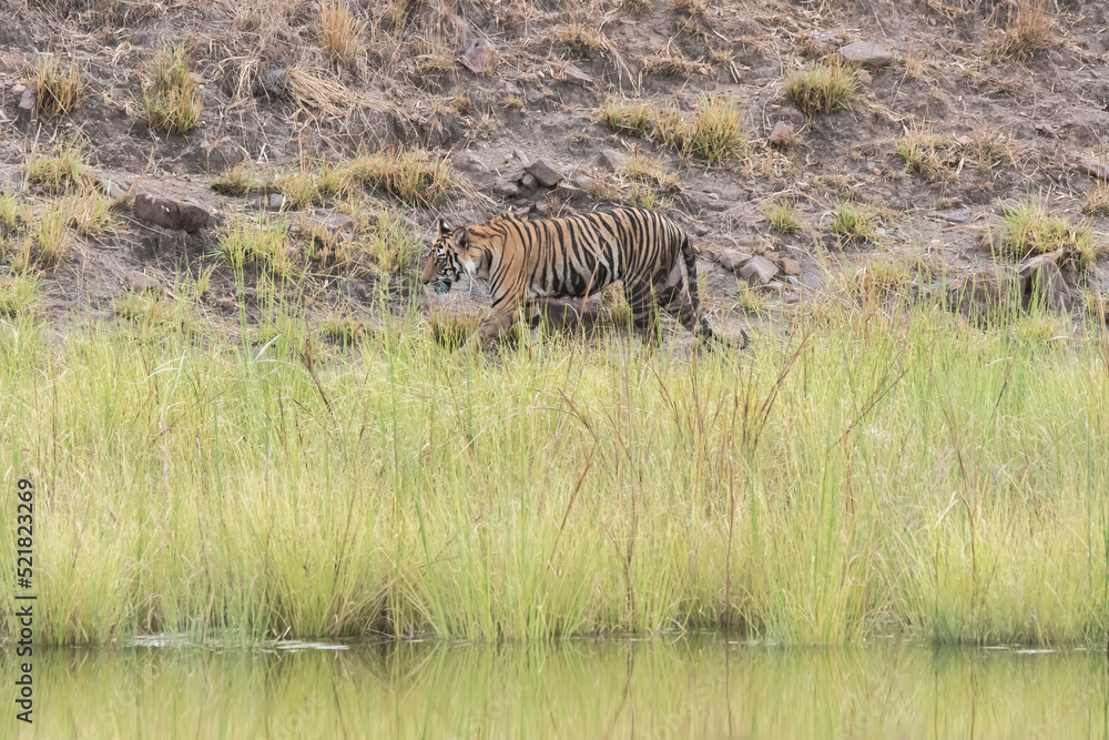 Fototapeta premium A sub-adult tiger cub walking on a forest track on a peak summer day inside Bandhavgarh National Park during a wildlife safari