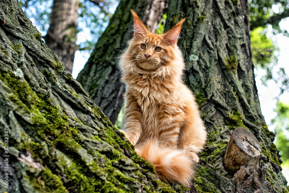 A lovely big red maine coon kitten sitting on a tree in a forest in summer. A lovely big red maine coon kitten sitting on a tree in a forest in summer.